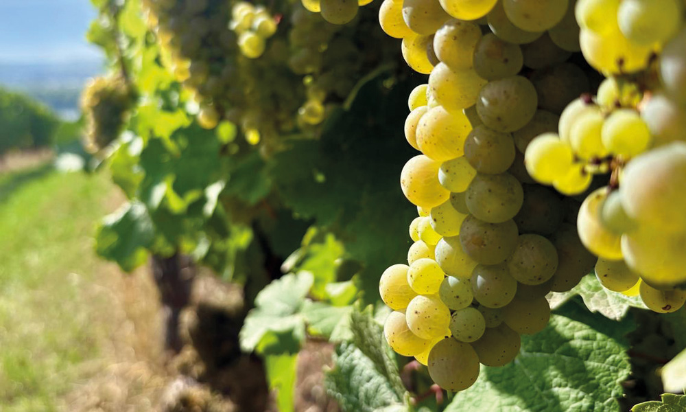 Ein besonderes Weinjahr 2026